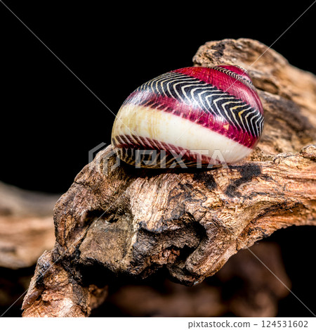Colorful Nerite Shell on Driftwood Colorful Nerite Shell on Driftwood 124531602
