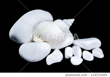 White Buccinum Undatum Shell on white Stones White Buccinum Undatum Shell on white Stones 124531605