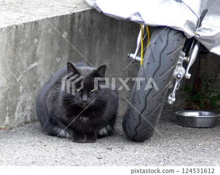 黑貓 124531612
