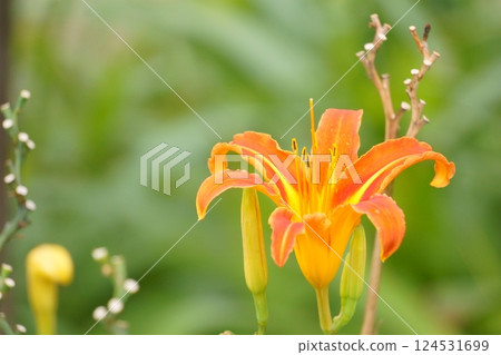 Orange flower resembling a lily: Daylily 124531699