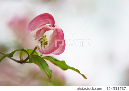 Dogwood buds beginning to bloom Dogwood buds beginning to bloom 124531787
