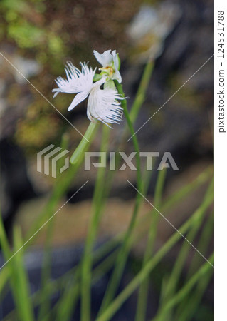 蘭科 蘭科 124531788