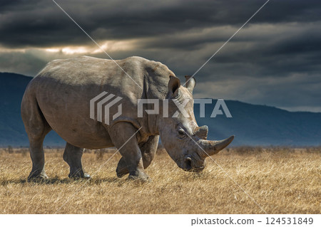 African rhinoceros in the dry grass during sunset in the savannah with storm sky and dark clouds African rhinoceros in the dry grass during sunset in the savannah with storm sky and dark clouds 124531849