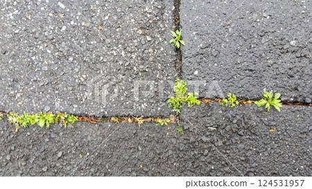 Old road surface after rain with spring weeds growing from the cracks Old road surface after rain with spring weeds growing from the cracks 124531957