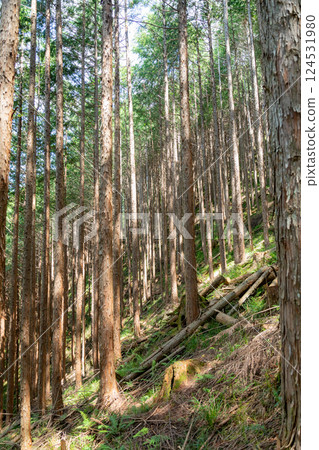 Image of artificial forest Image of artificial forest 124531980