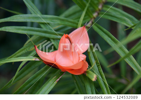 Freyquinia Murti Flora Freyquinia Murti Flora 124532089