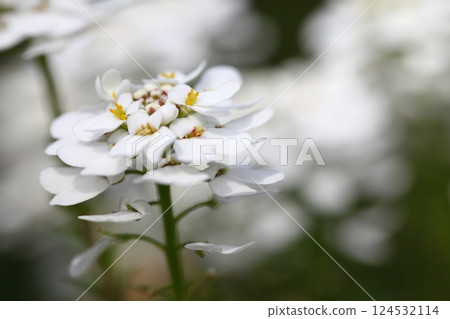 Iberis flowers 124532114