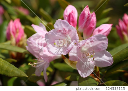 杜鵑花和花蕾 124532115