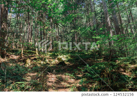 Image of untouched natural forest Image of untouched natural forest 124532156
