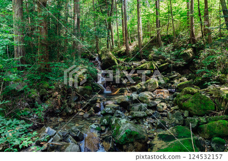 Image of untouched natural forest 124532157