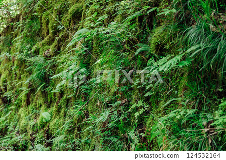 Image of untouched natural forest 124532164