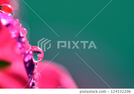Beautiful close-up of water droplets on a flower 124532206