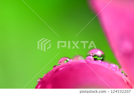Beautiful close-up of water droplets on a flower 124532207