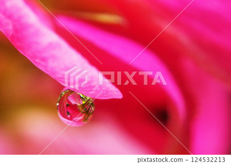 Beautiful close-up of water droplets on a flower Beautiful close-up of water droplets on a flower 124532213