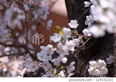 Cherry blossoms and wild bird (Japanese white-eye) Cherry blossoms and wild bird (Japanese white-eye) 124532281