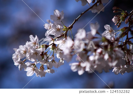Cherry blossoms flower up Cherry blossoms flower up 124532282
