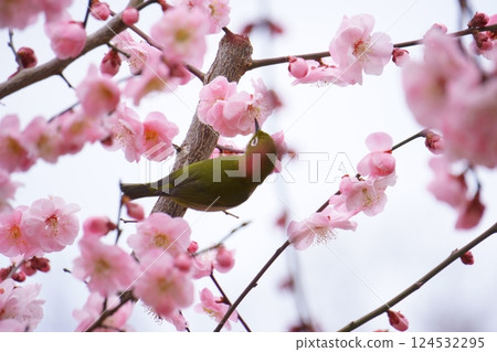 White-eye that sucks the nectar of plum blossoms White-eye that sucks the nectar of plum blossoms 124532295