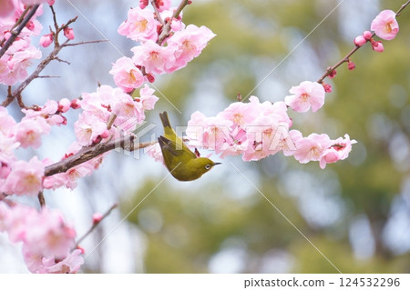 Mejiro吮吸梅花的蜂蜜 124532296