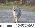 流浪貓 124532668