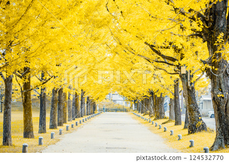 <學習森林>銀杏隧道 124532770