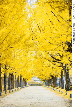 <Learning Forest> Ginkgo Tunnel 124532771