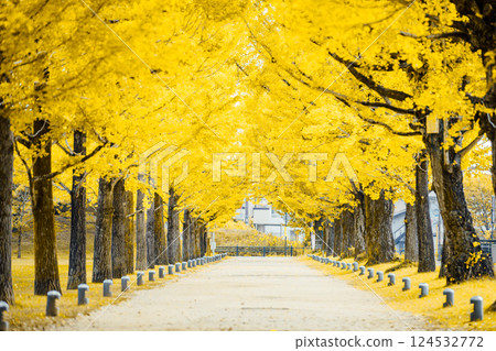 <學習森林>銀杏隧道 <學習森林>銀杏隧道 124532772