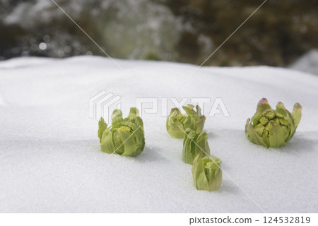 Butterbur shoots in remaining snow: a spring image Butterbur shoots in remaining snow: a spring image 124532819