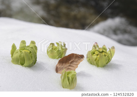 Butterbur shoots in remaining snow: a spring image 124532820