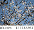 盛開的櫻花在藍天中閃耀 124532863