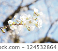 櫻花和嫩葉 124532864