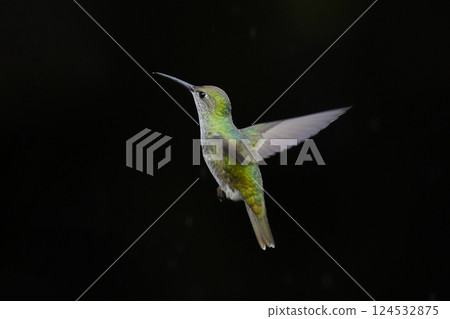 Blue and White Emerald Hummingbird 124532875