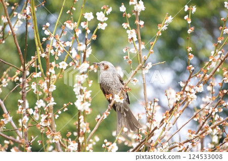Bulbul sucking plum nectar 124533008