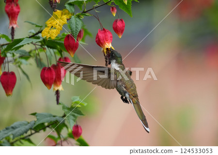 Tenyo Hummingbird Tenyo Hummingbird 124533053