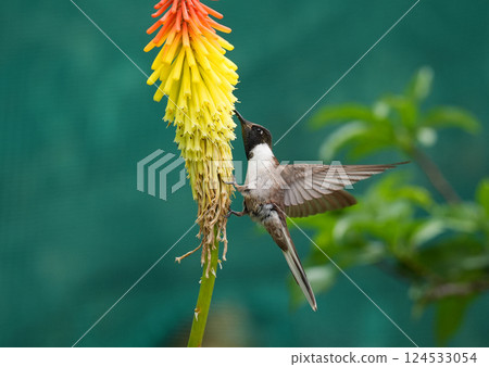 Tenyo Hummingbird Tenyo Hummingbird 124533054