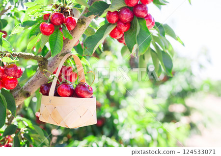 Ripe juicy cherry berry in wicker basket on tree in cherry garden 124533071