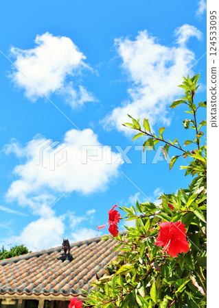 Okinawa Taketomi-jima Aozora and Hibiscus 124533095
