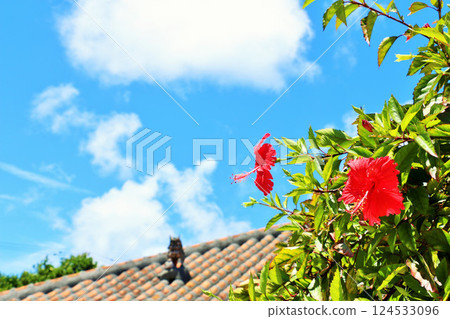 Okinawa Taketomi-jima Aozora and Hibiscus 124533096
