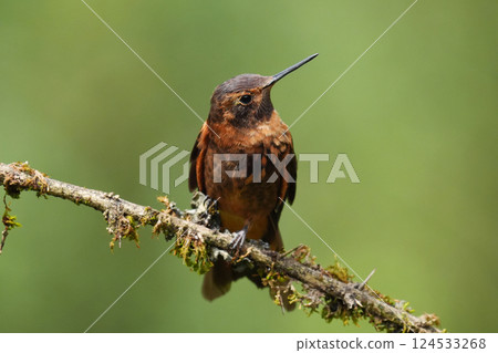 Rainbow Hummingbird 124533268