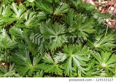 Aconite leaves (Ranunculaceae, Aconite genus) Aconite leaves (Ranunculaceae, Aconite genus) 124533327