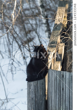 A black cat sits on a wooden fence in the park in winter. 124533348