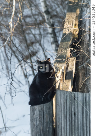 Black cat sitting on a wooden fence in winter. The cat is looking at the camera. 124533349