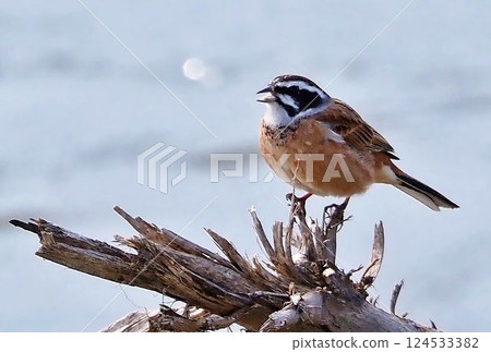 White fish White fish 124533382