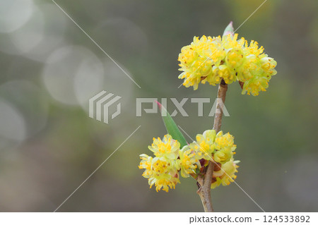 亞伯拉罕花 亞伯拉罕花 124533892