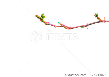 A young branch of a rose plant shrub with thorns during the spring period buds and releases leaves isolated on a transparent white background. Blank symbol for artwork, springtime theme, nature 124534025