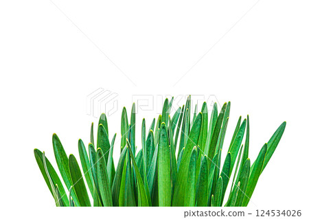 Tops of green leaves of daffodil flower plant during spring close-up isolated on transparent white background when rapid foliage growth occurs. Blank for artworks. Beauty in nature, springtime, summer 124534026