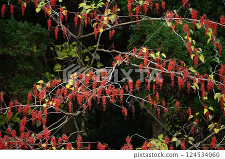 イイギリ 124534060