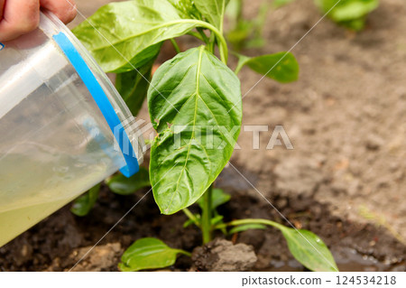 A woman hand carefully applying fertilizer to a young pepper plant inside a glass greenhouse. The close-up shot highlights the delicate care given to the growing plant 124534218