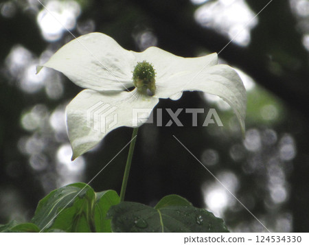 White flowers shining in the sunlight White flowers shining in the sunlight 124534330