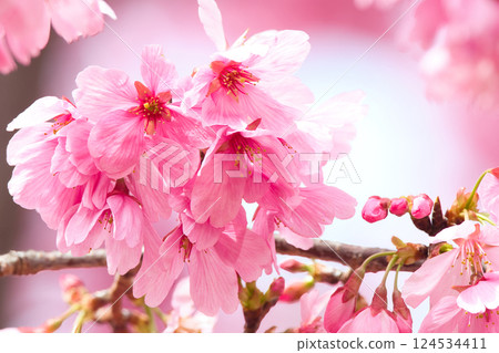 盛開的櫻花預示著春天的到來 124534411