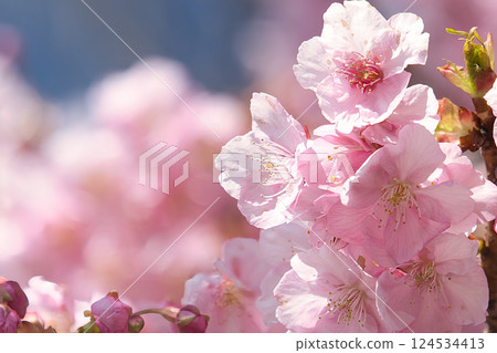 春天陽光照亮的櫻花 124534413